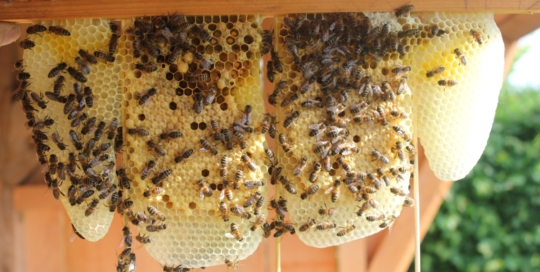 Biologische honing uit de Achterhoek - Wijndomein Erve Wisselink Eibergen