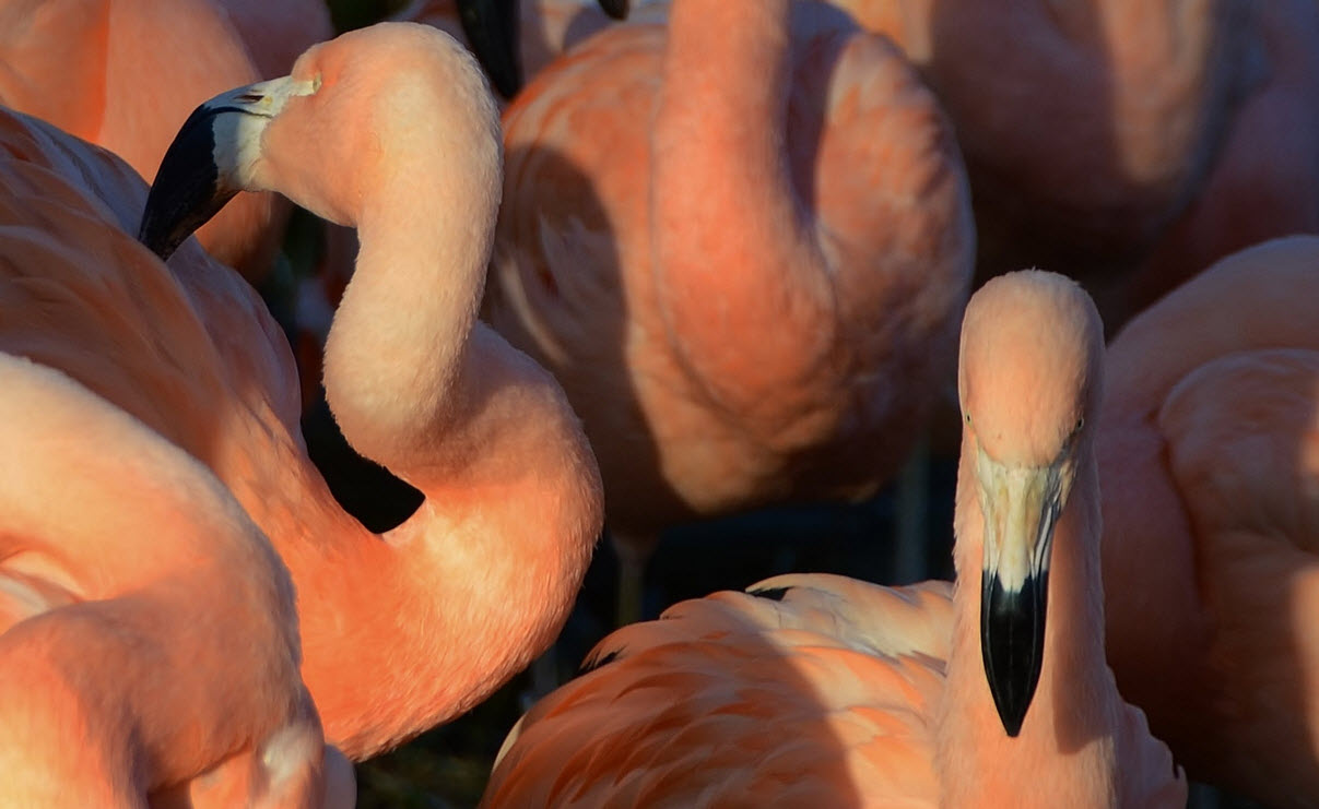 Flamingo's in Zwillbrock (Duitsland)