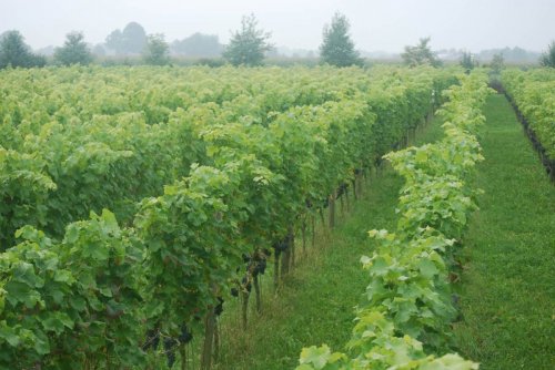 Nederlandse Wijngaard - Wijndomein Erve Wisselink in Eibergen - Achterhoek - Gelderland
